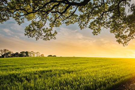 Top 5 of the World's Most Enchanting Meadows Worth Exploring