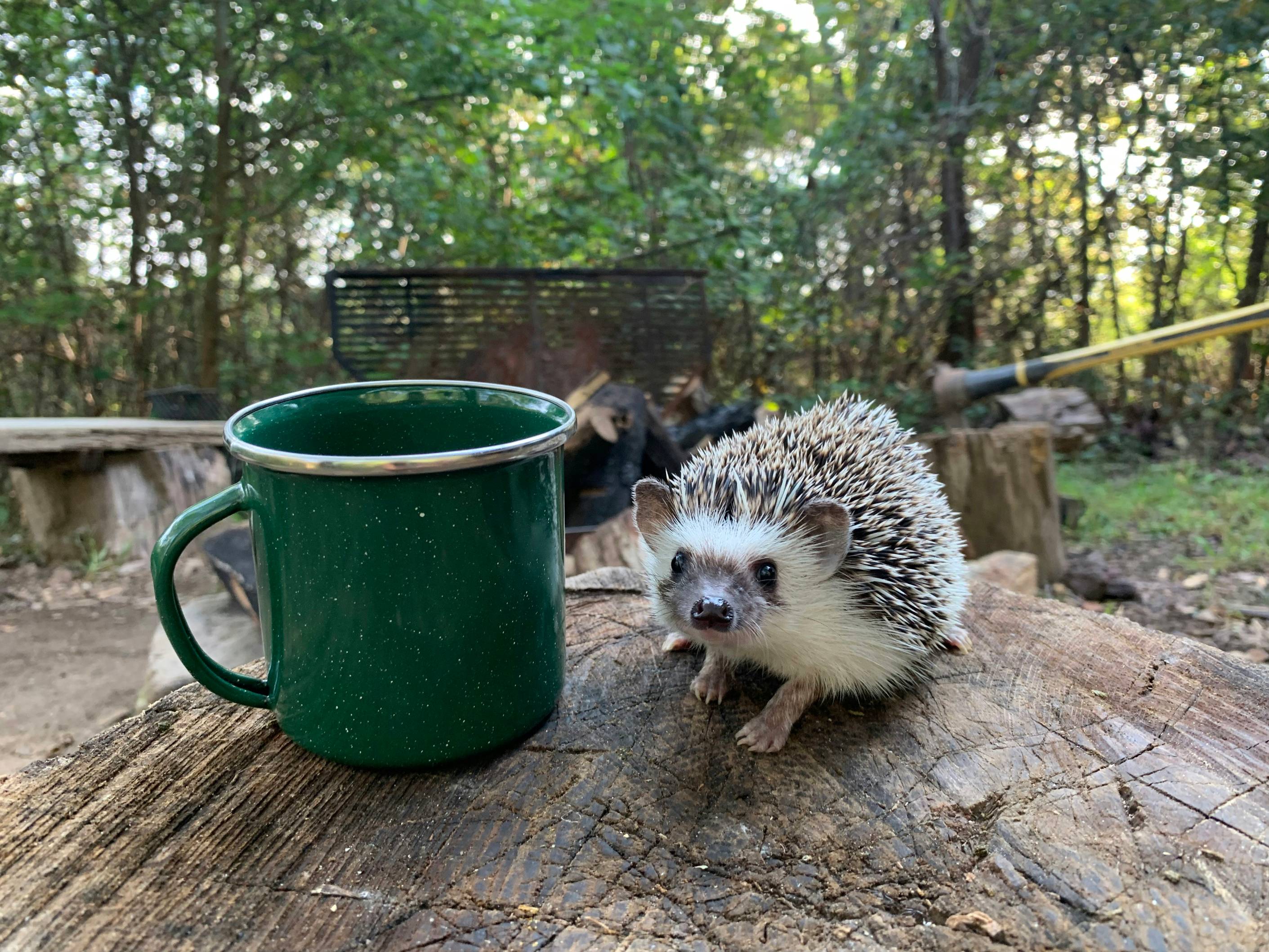 white hedgehog on green ceramic mug
