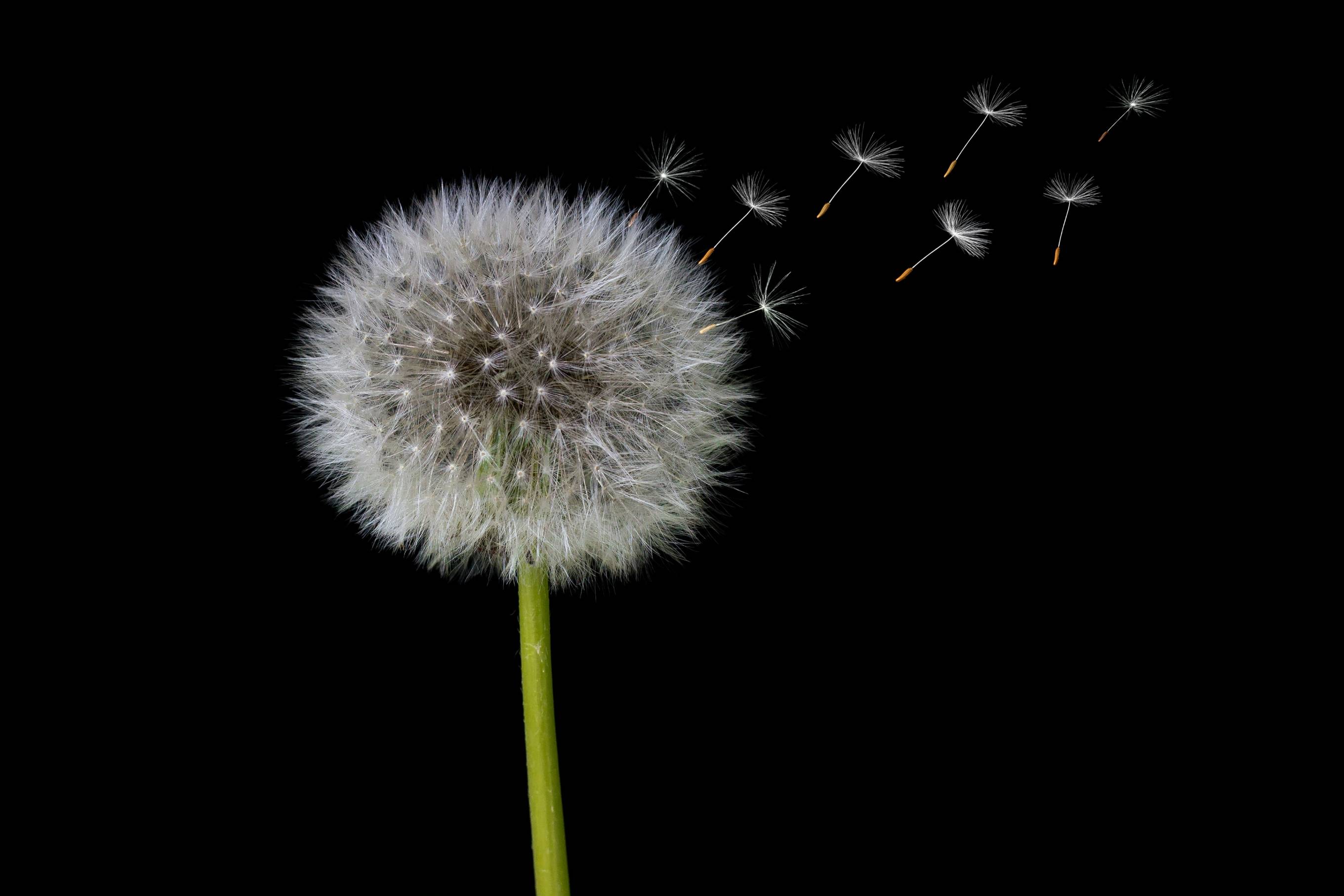white dandelion
