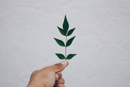 How to Draw a Sapling