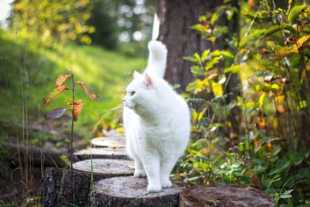 Uncover 11 Fascinating Facts About White Cats That Will Surprise You