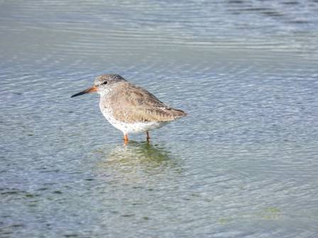 An Overview of the Redshank: Characteristics and Habitat