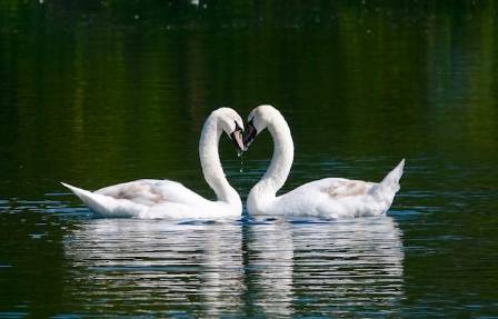 The world’s different types of swan