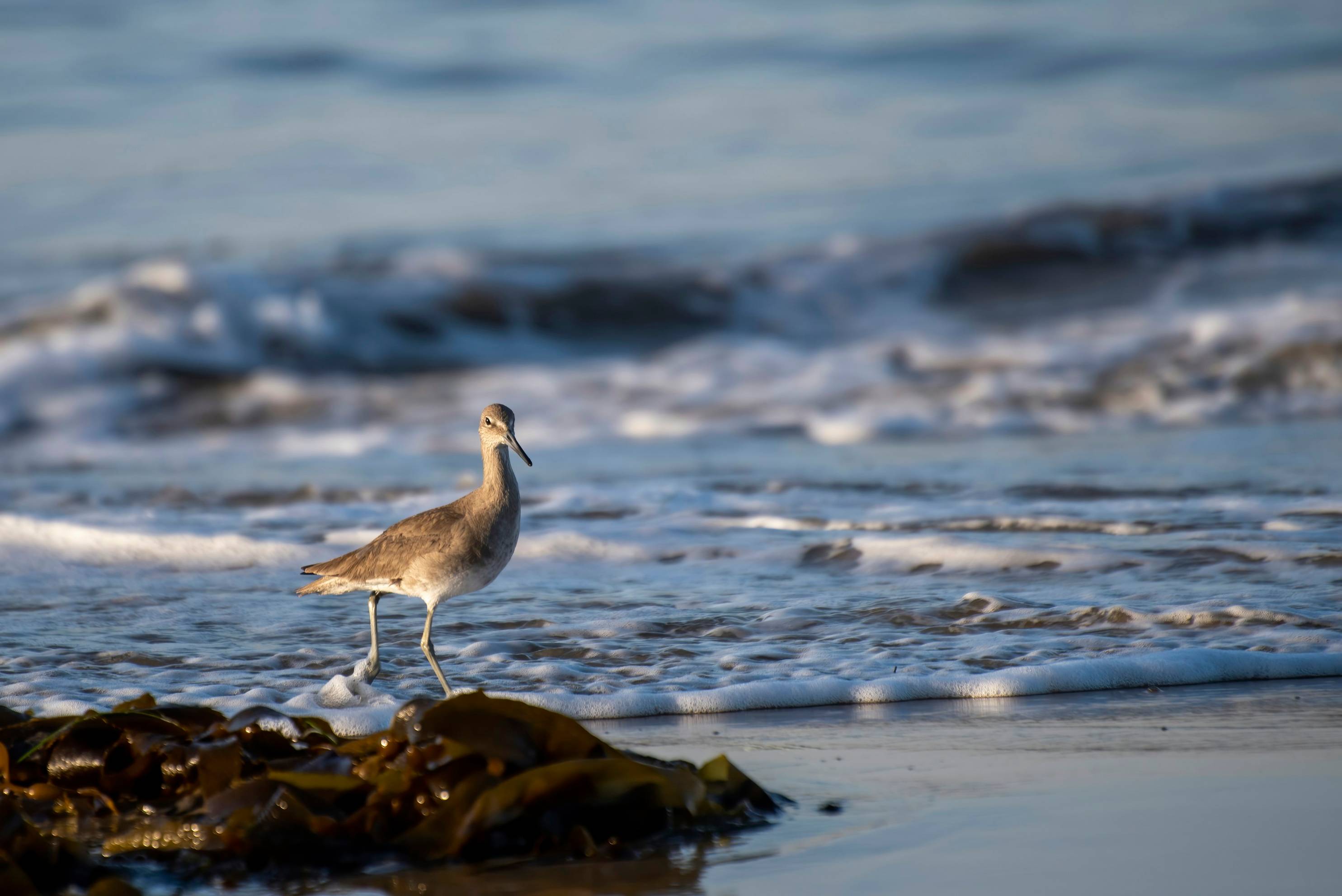 white and gray bird on brown rock near body of water during daytime