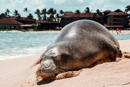 5 of the World's Most Solitary Creatures