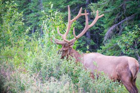 Amazing Facts About Canadian Elk