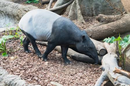 Understanding the Tapir: Eight Intriguing Realities of a Living Fossil