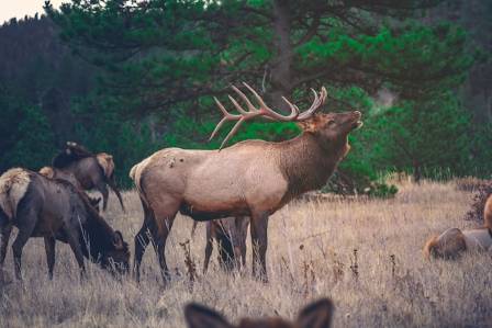 Essential Facts and Behavioral Traits of the North American Elk