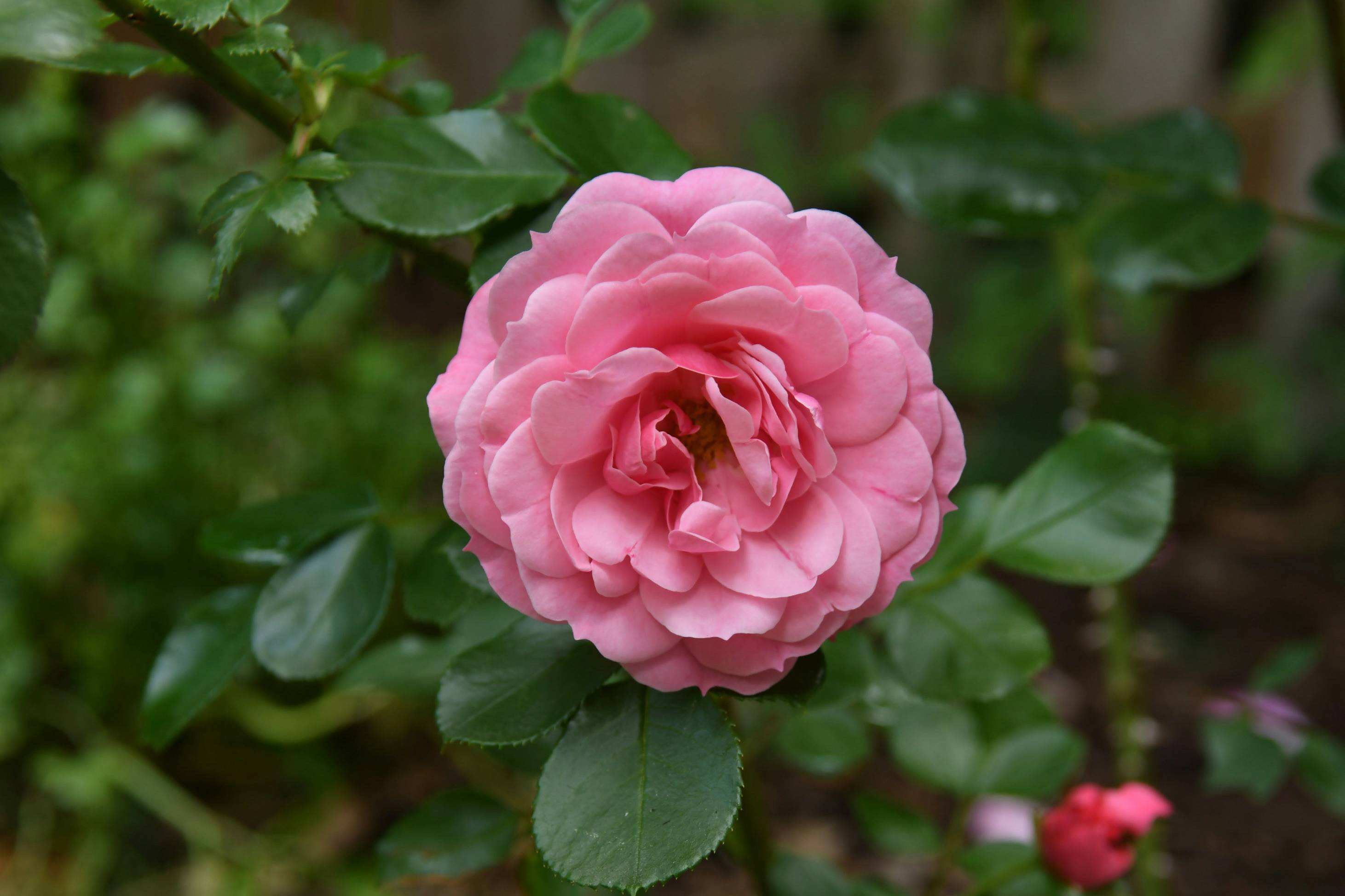 a pink rose is blooming in a garden