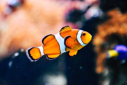 Fun Facts About Clownfish