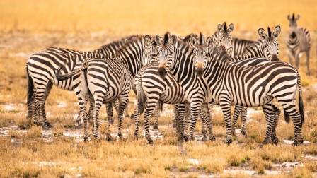 5 Must-know Facts About Zebras