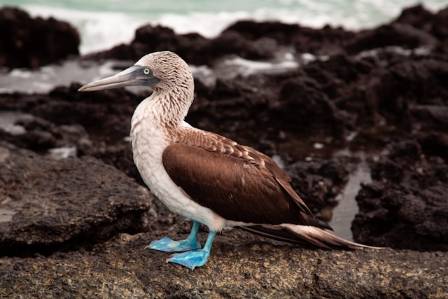 The Real Reason Blue Footed Boobies Have Bright Blue Feet and Other Mind Blowing Facts