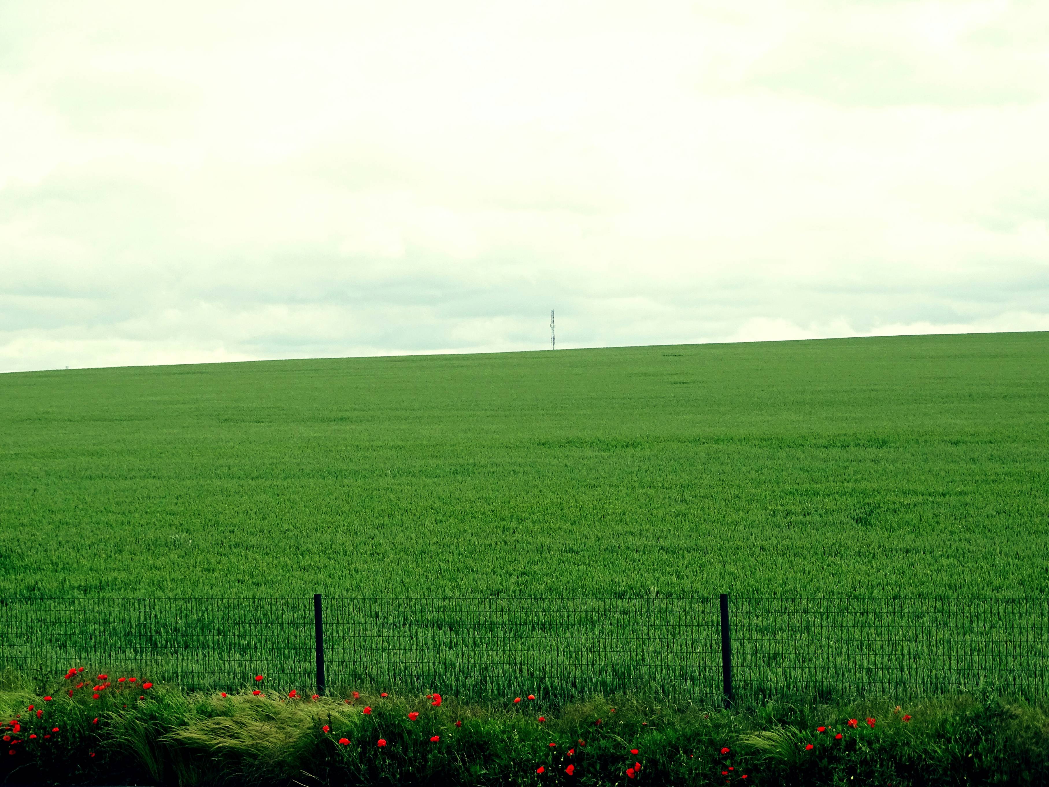 a field of grass with a fence in the foreground