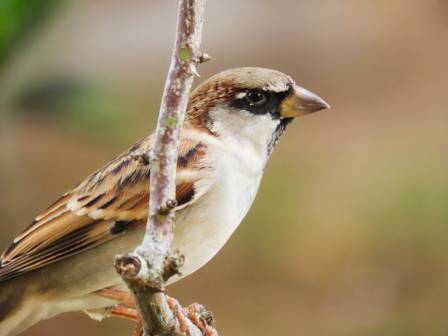 5 Streaked Sparrows Made Easy