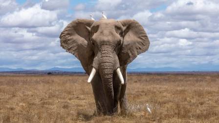 10 Must-Know Facts About Elephants