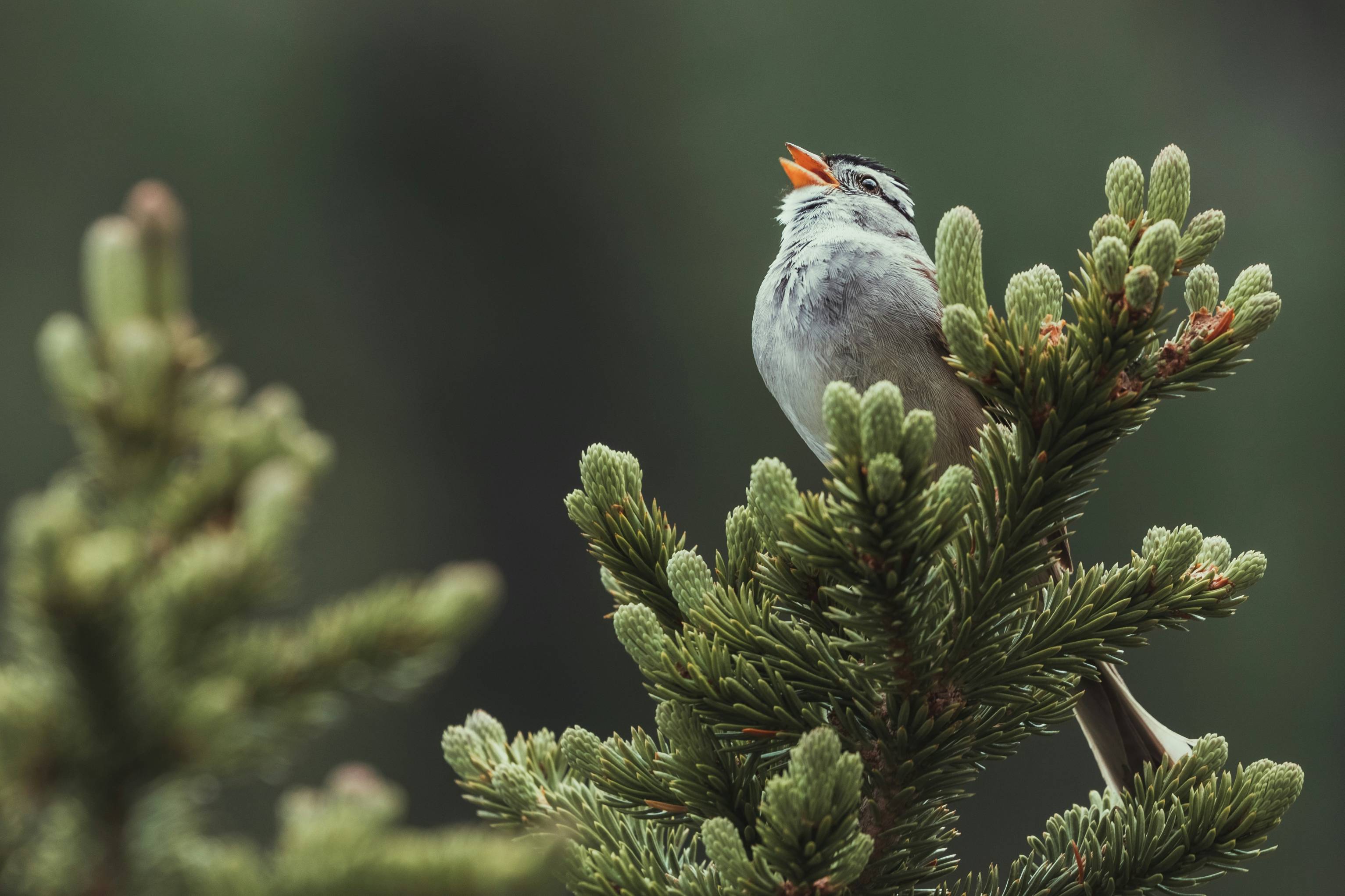gray and white bird on green tree