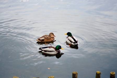 Extraordinary Insights into the Lives of Ducks