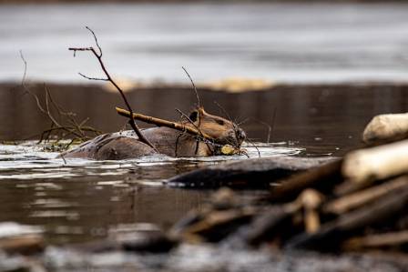 Incredible Facts About Beavers That Prove They Are The Ultimate Engineers of Nature