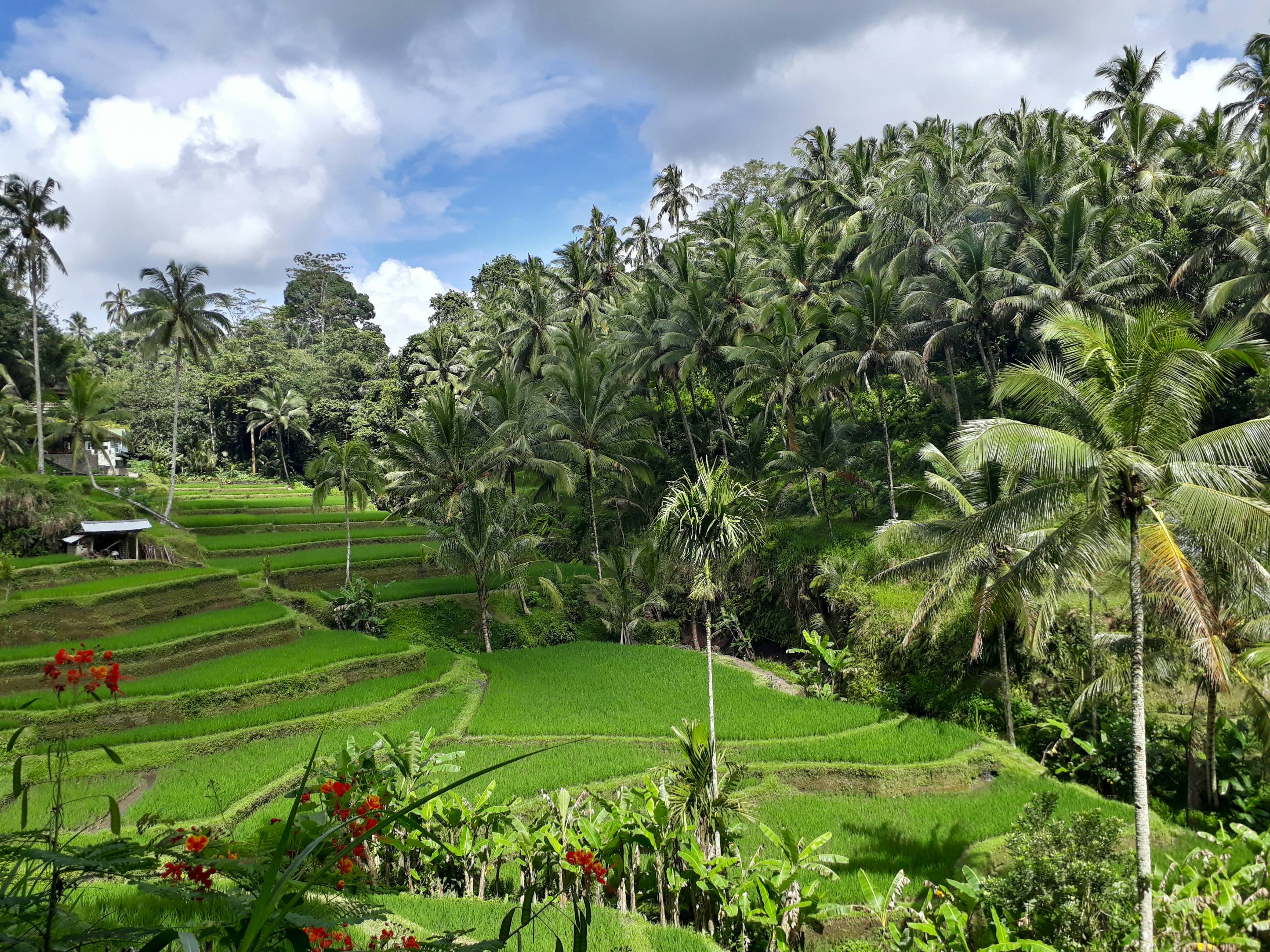 a lush green rice field surrounded by palm trees