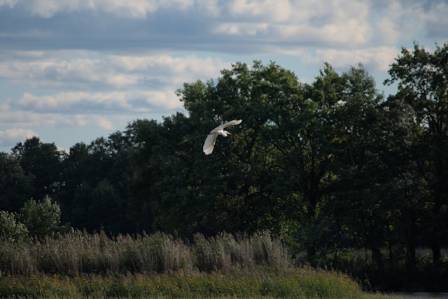Identifying White Herons: A Comprehensive Guide