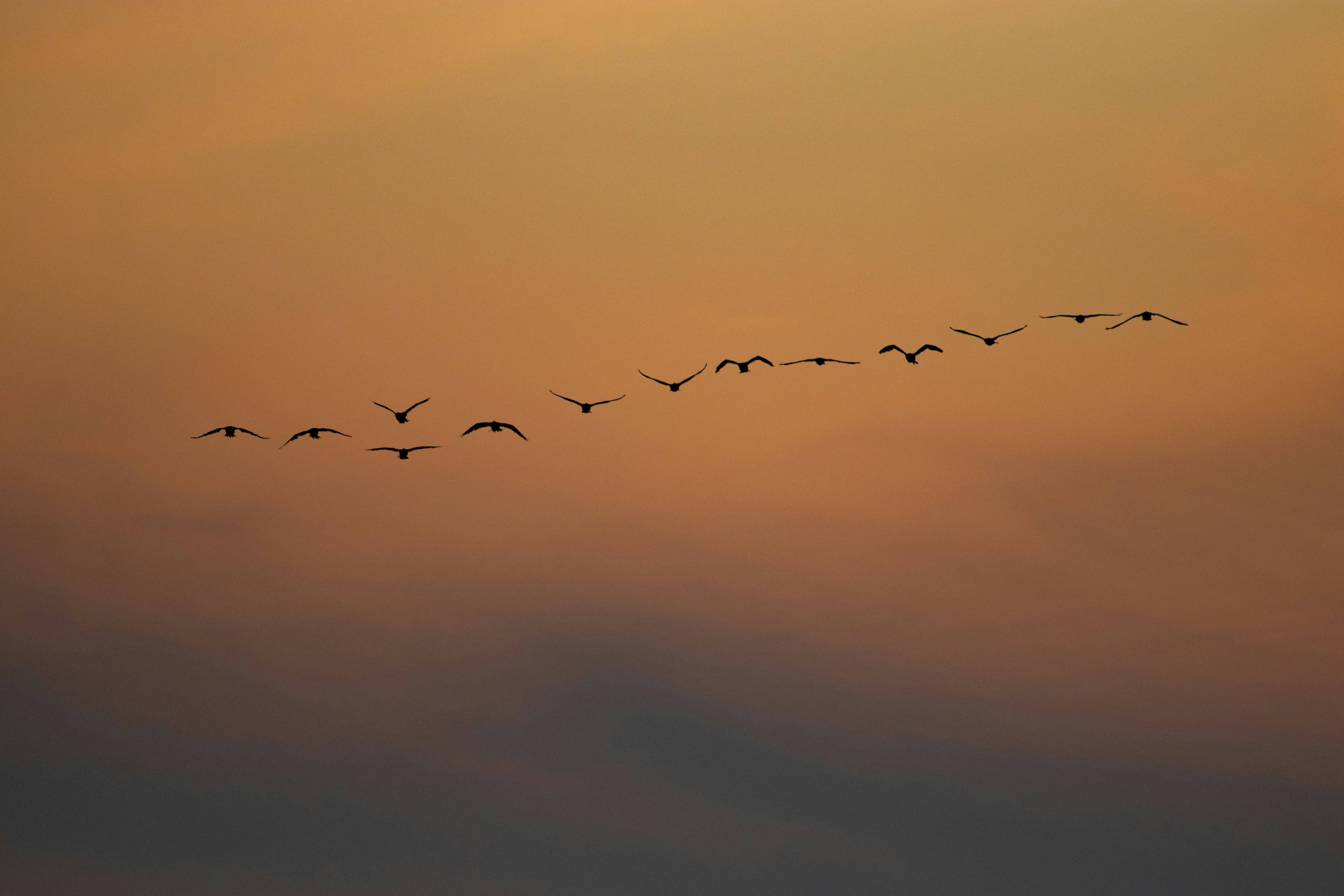a flock of birds flying in the sky