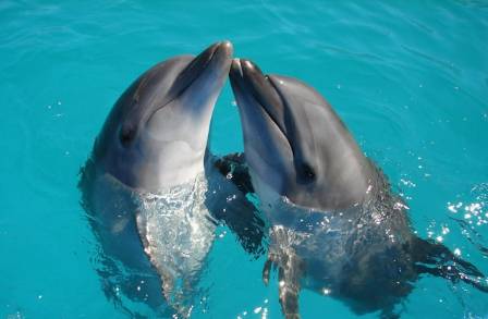 Facts about bottlenose dolphins