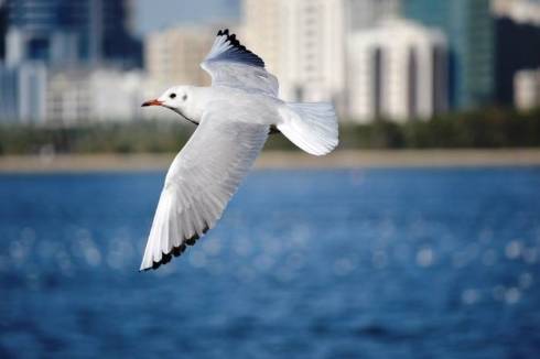 Exploring Seabirds: Masters of the Ocean Realm
