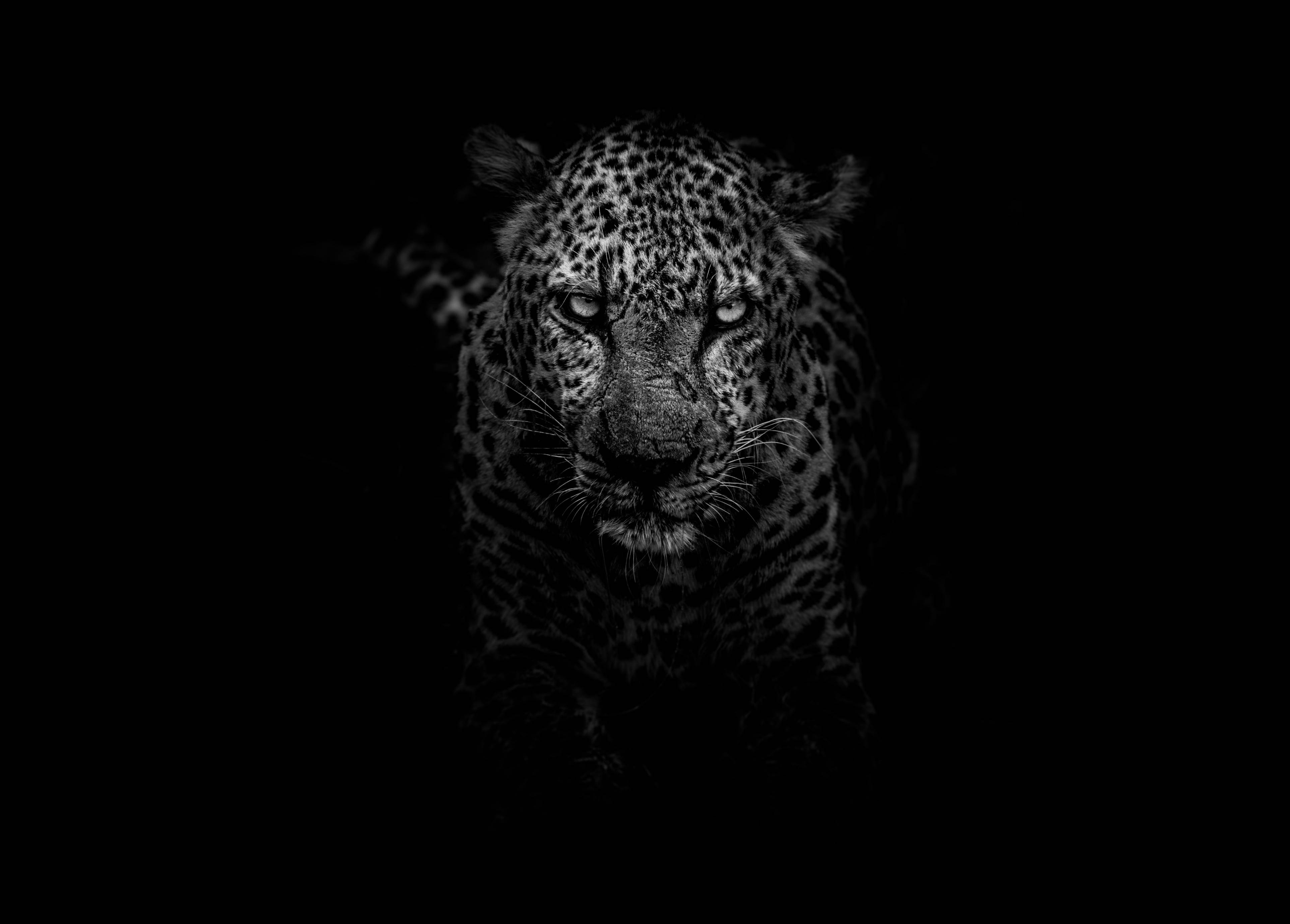 grayscale photo of leopard