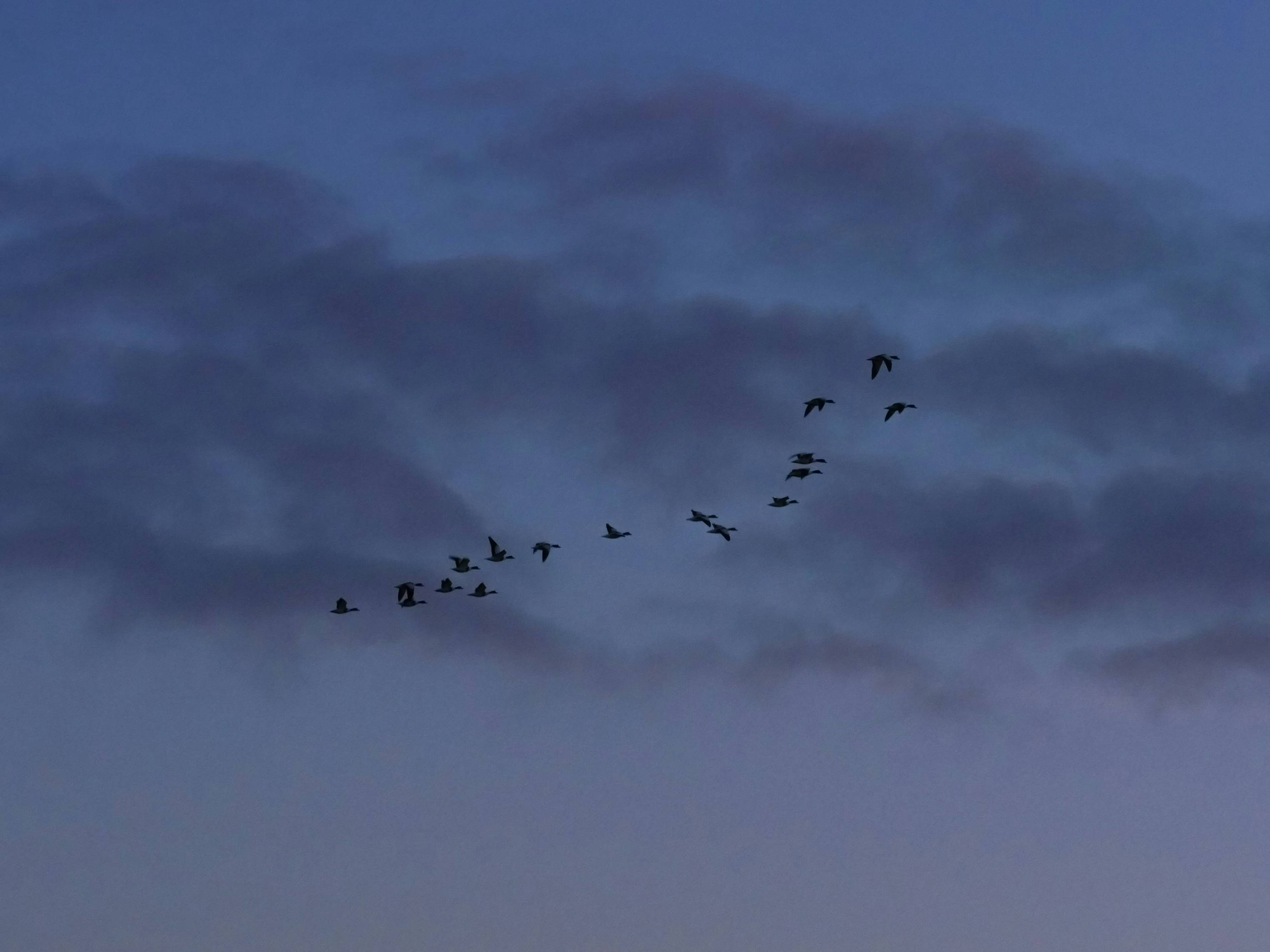 a flock of birds flying through a cloudy sky