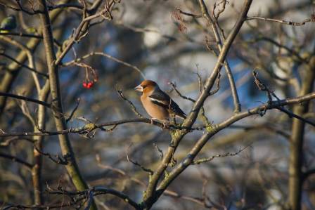 An Overview of the Hawfinch: Nature’s Powerful Seed-Cracker