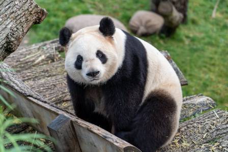 Twelve Incredible Facts That Make Giant Pandas Absolutely Fascinating