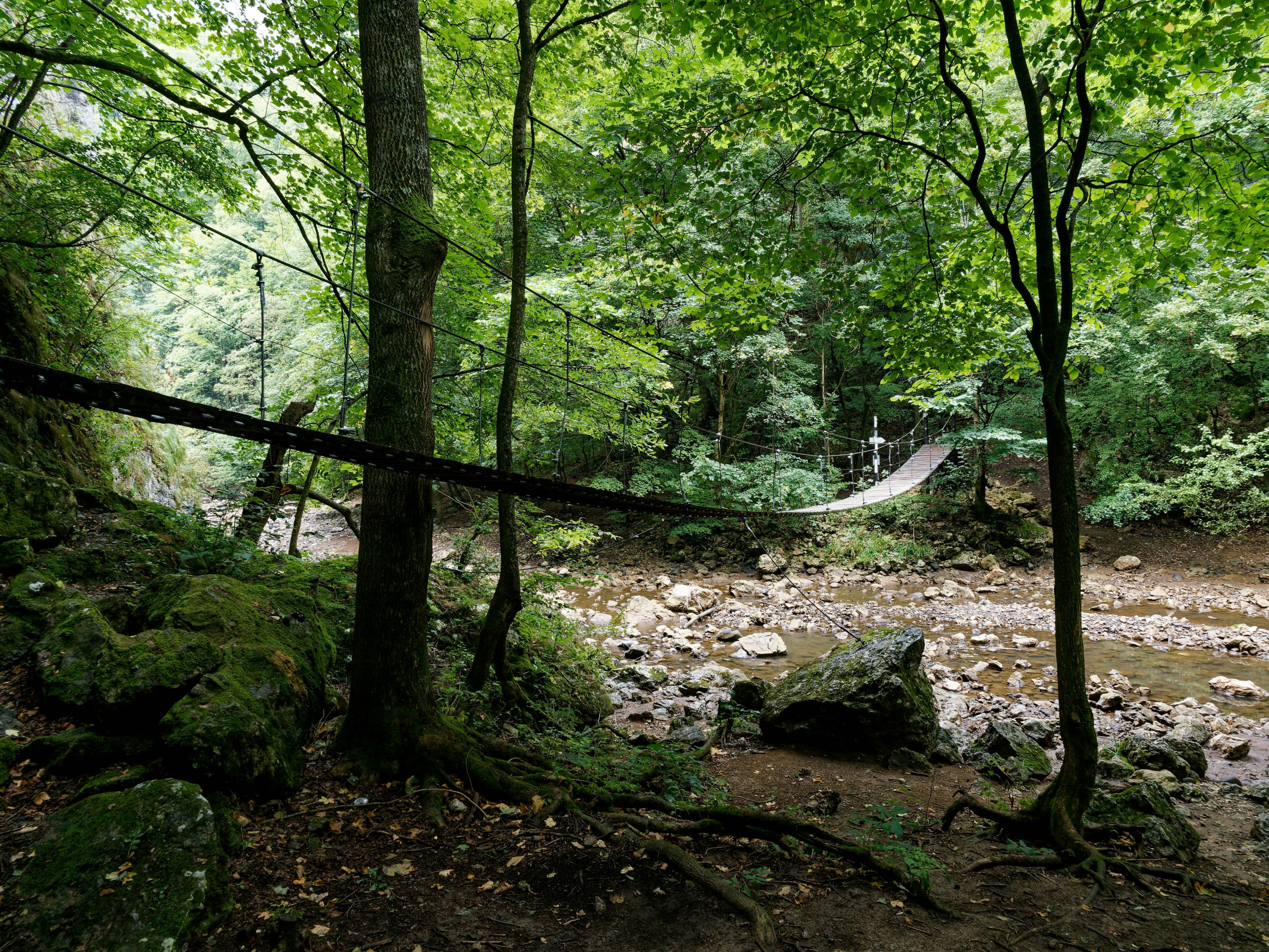 A stream running through a lush green forest
