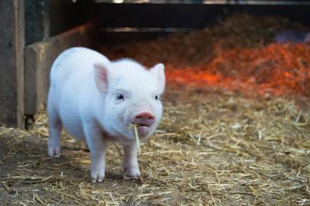 The Most Adorable Mini Pigs: A Revised Look