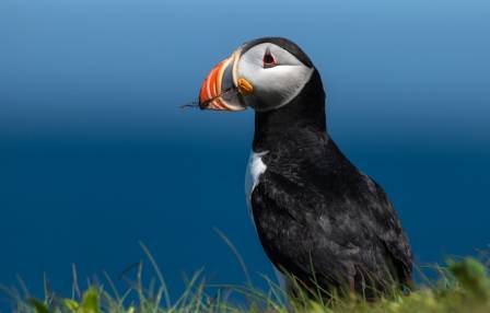 7 Spectacular Seabirds That Rule the Waves