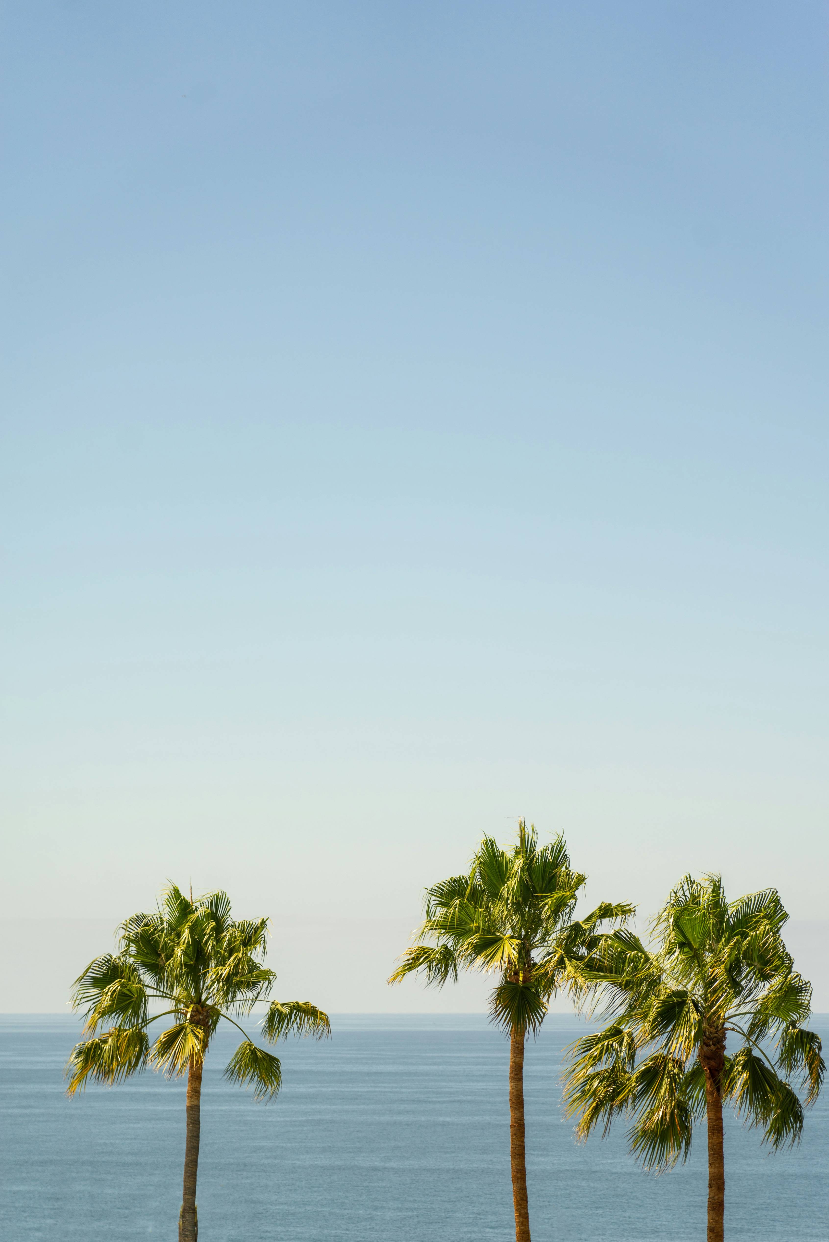 green palm tree under white sky during daytime