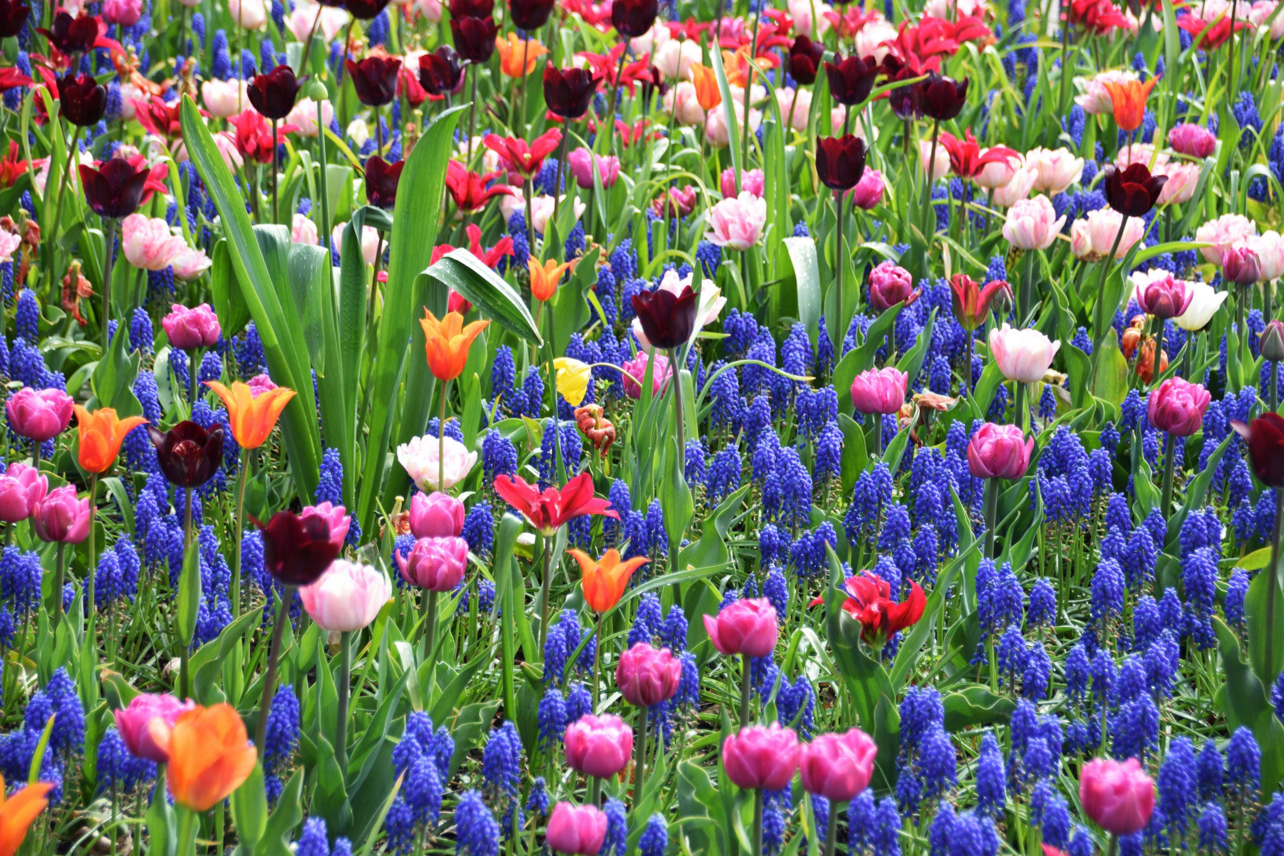 a field full of colorful flowers next to a forest