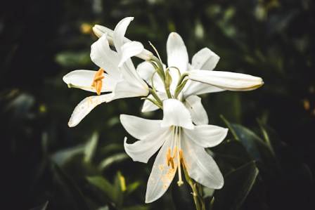 Characteristics of Lilies