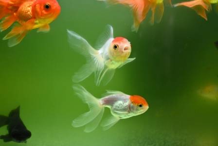Goldfish (Carassius auratus): Natural History and Species Profile