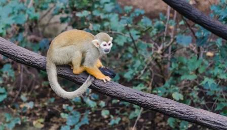 8 Mind-Blowing Facts About the Squirrel Monkeys in the Jungle