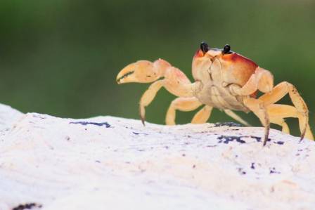 Japan’s 6 Signature Crab Varieties: Origins, Seasons, and How to Serve Them