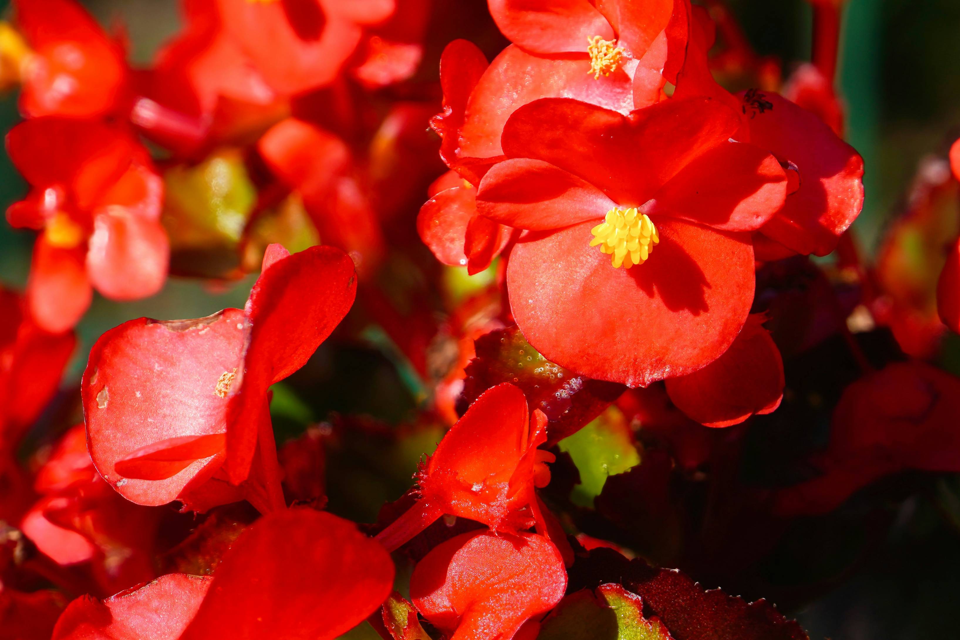 A bunch of red flowers that are in a vase