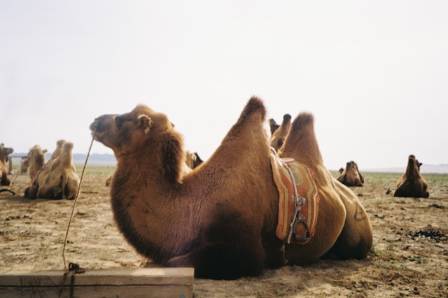 How Camels Survive in Deserts: Extraordinary Adaptations of Nature’s Desert Navigators
