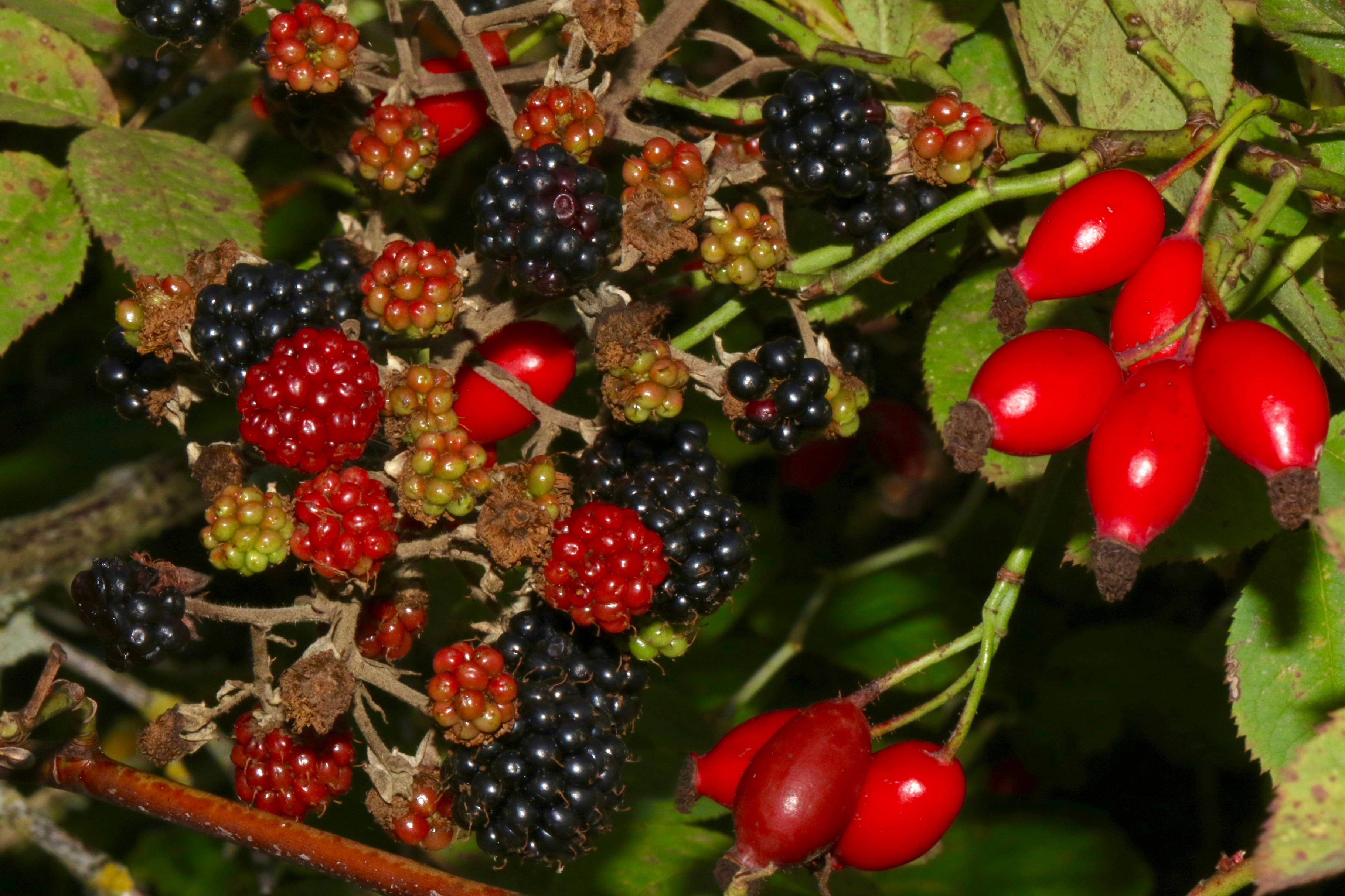wild berries