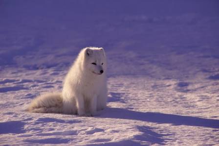 Facts On The White Fox