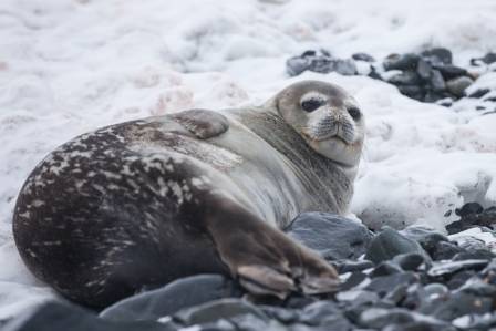 Discover the Wonders of Seals and Their Ocean World