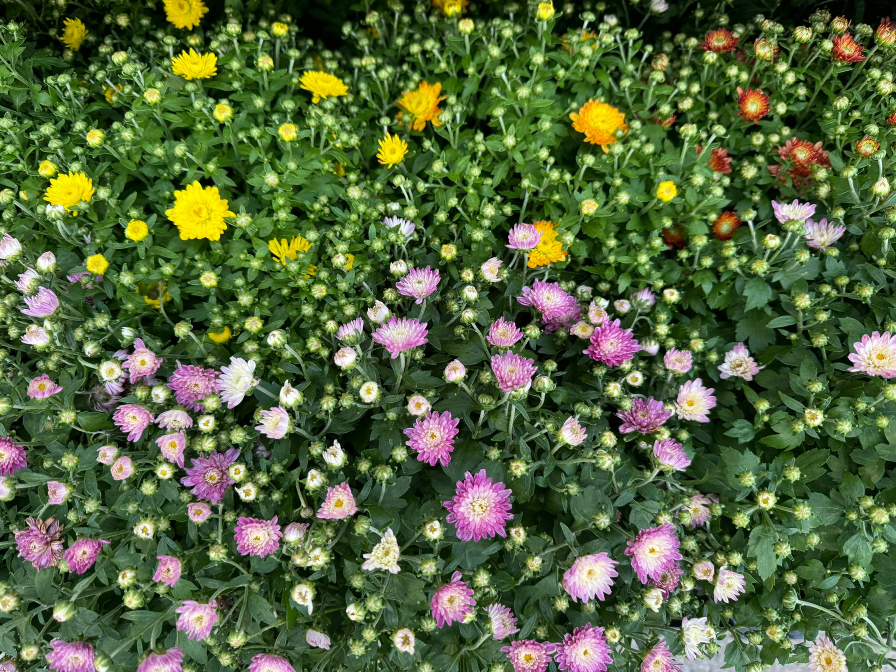 A bunch of flowers that are in the grass