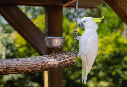 The White Cockatoo: Nature’s Umbrella Bird