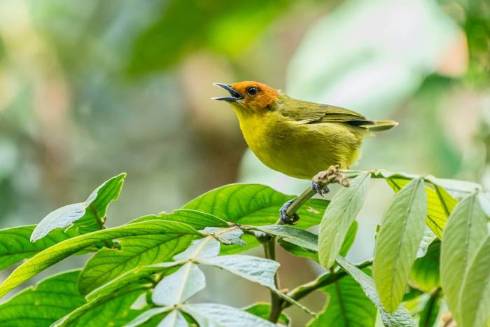 The Enigmatic World of Birdsong: Unraveling the Reasons Behind Their Melodious Chirps