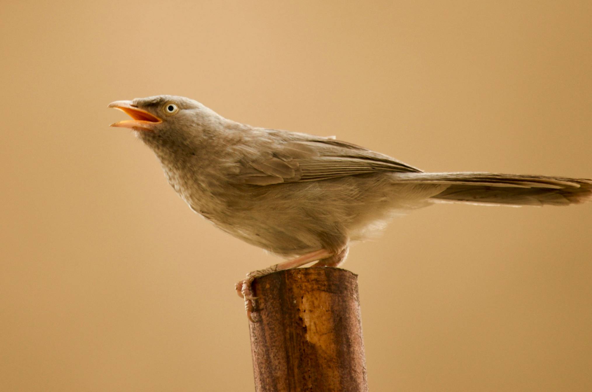 gray and white bird on brown wooden stick