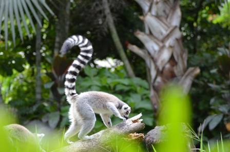 The Shocking Truth About The Ring Tailed Lemur